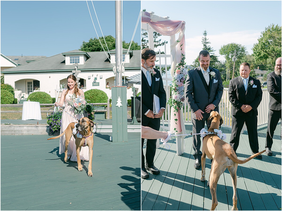 Dog walks down the aisle at Spruce Point Inn