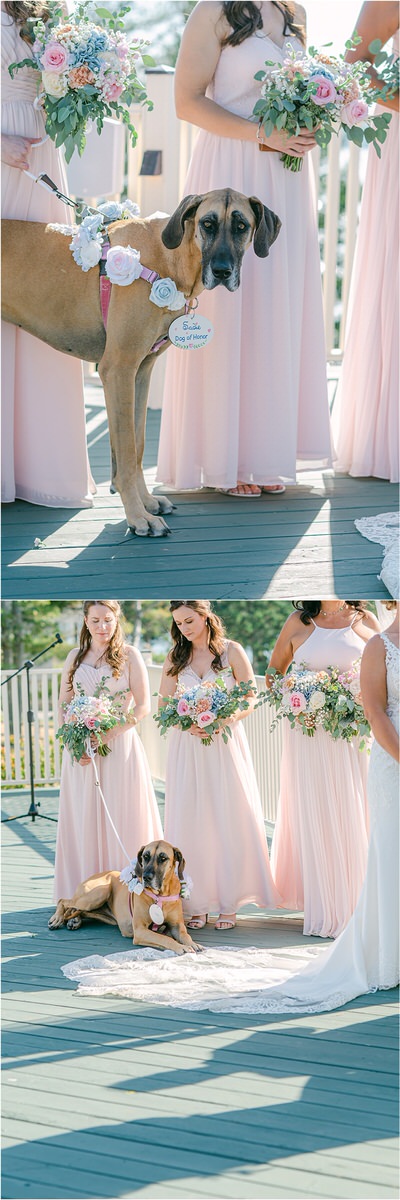 Dog stand with bridesmaids at wedding at Spruce Point Inn